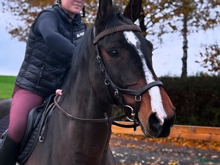 hästar Okomplicerad storhäst i Tomelilla - Annons 13