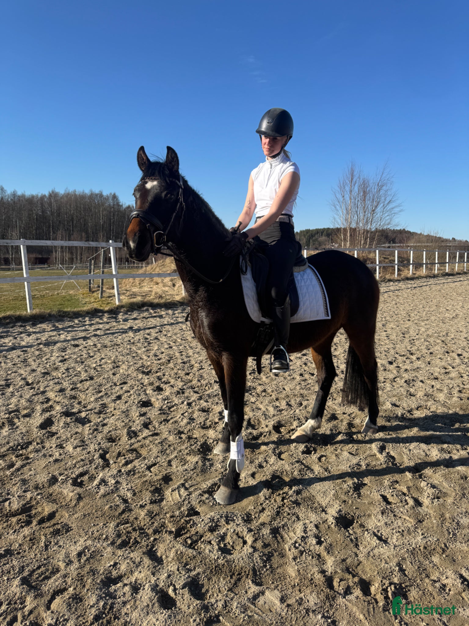  hästar Fantastiskt D-ponny sto efter Dimaggio Black - Annons 9