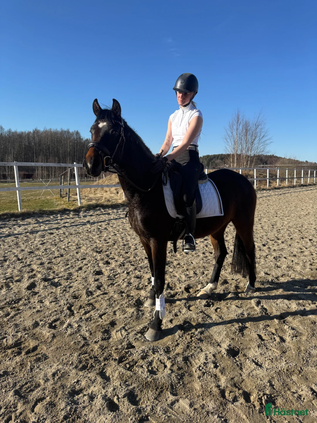 Dressyr hästar till salu: Fantastiskt D-ponny sto efter Dimaggio Black - Annons 1