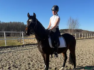 hästar Fantastiskt D-ponny sto efter Dimaggio Black - Annons 9