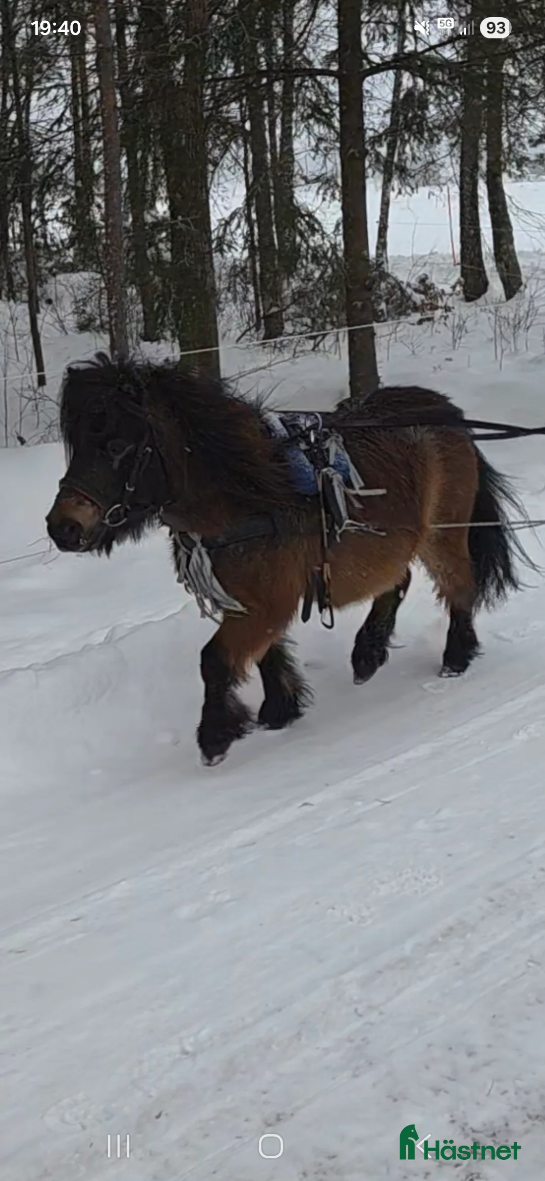 Körselar körning till salu: Bröstsele minishettis  i Väring - Annons 2