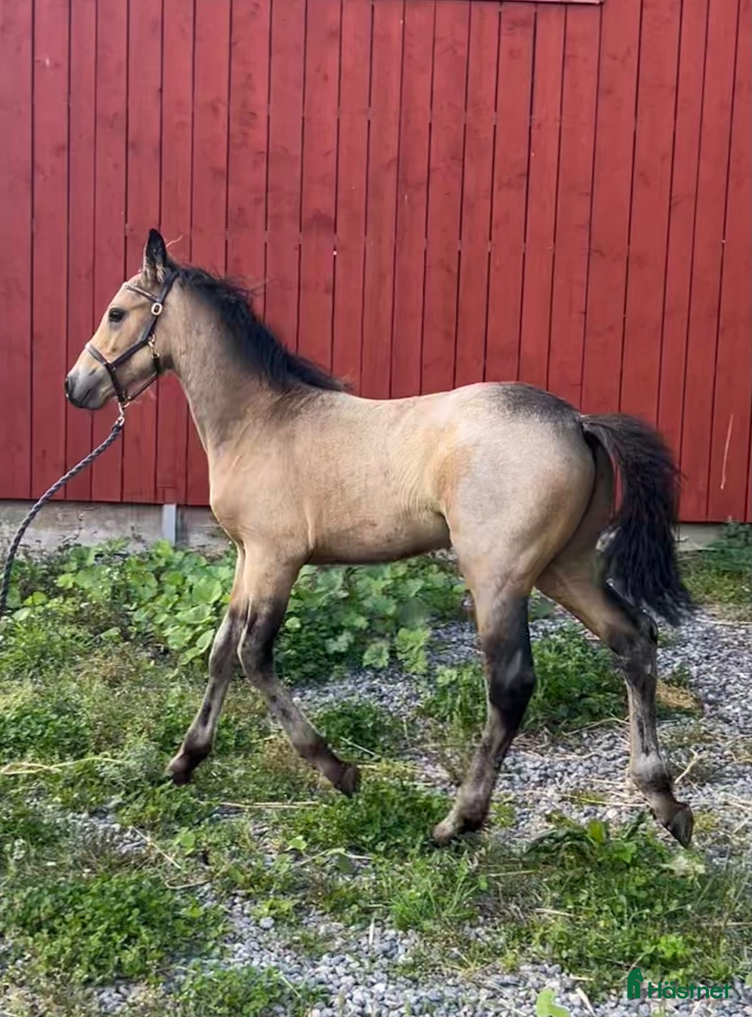  hästar Fullstammad Connemara Hingst e Bjennesby Axwell - Annons 2