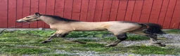 Allround hästar till salu: Fullstammad Connemara Hingst e Bjennesby Axwell i Falköping - Annons 2