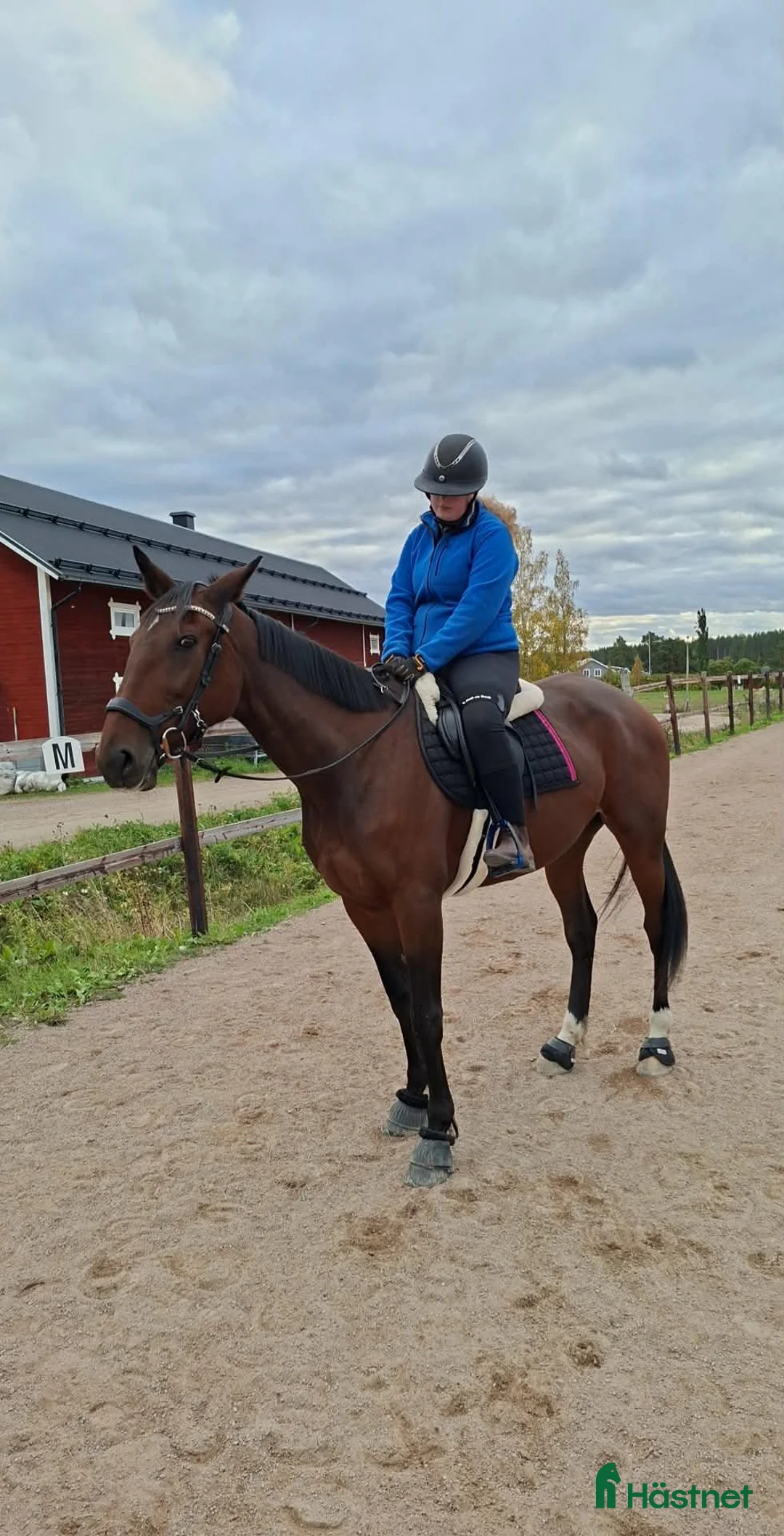 Allround hästar till salu: Trevligt sto till ridning - Annons 3