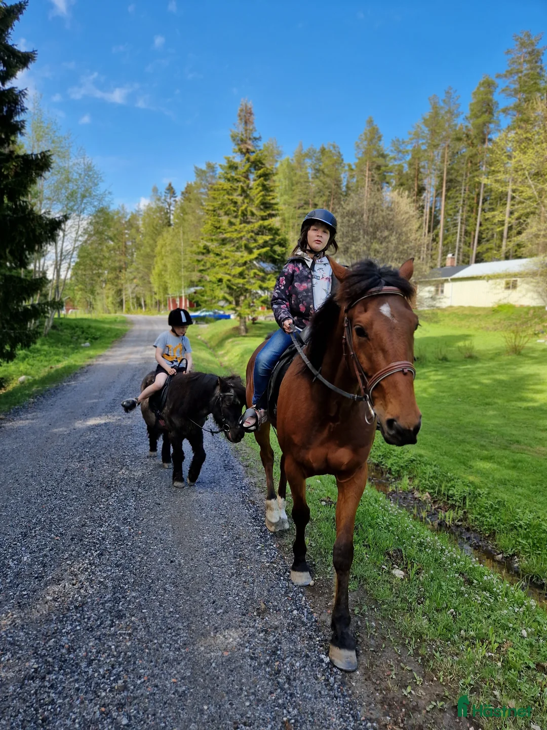 Allround hästar till salu: Trevlig 12-årig valack - Annons 2
