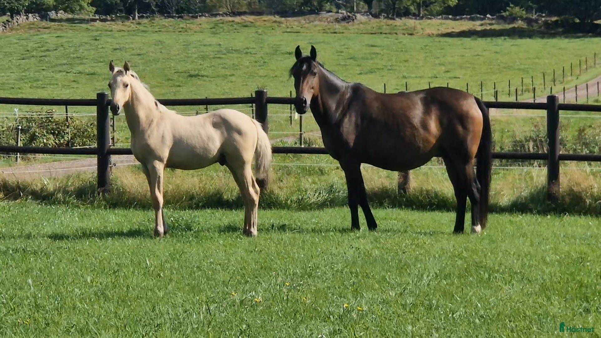  hästar Charmtroll i Istorp - Annons 7