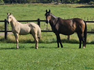 hästar Charmtroll i Istorp - Annons 2