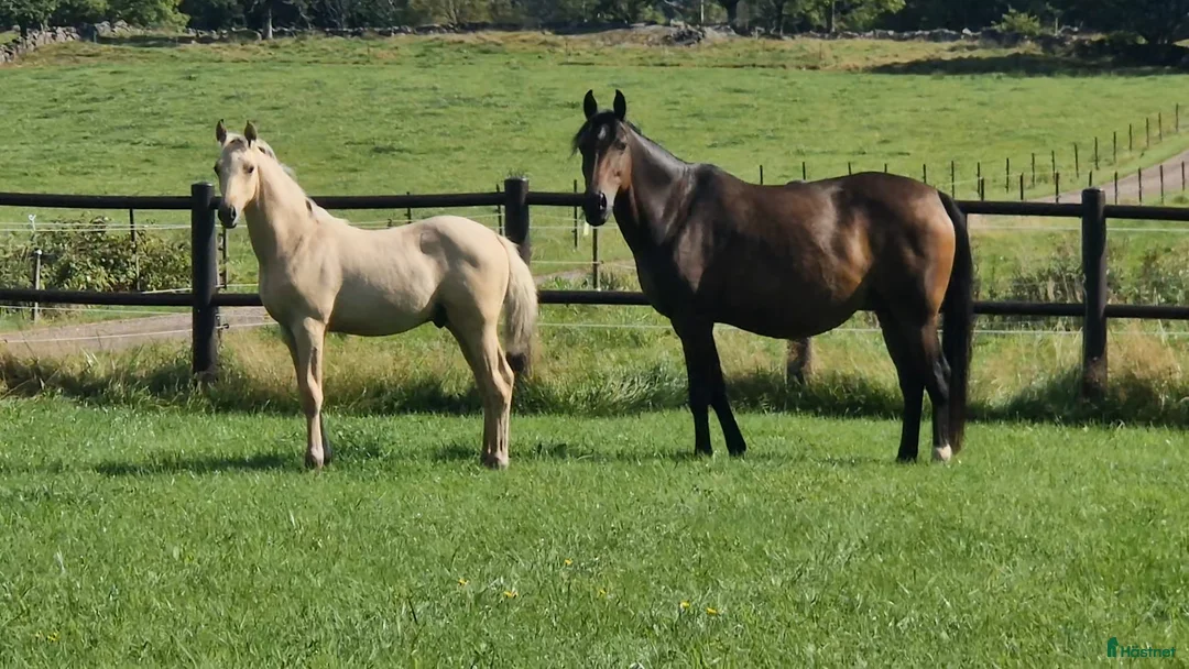 Allround hästar till salu: Charmtroll i Istorp - Annons 1