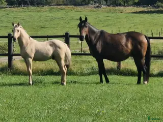 hästar Charmtroll i Istorp - Annons 5