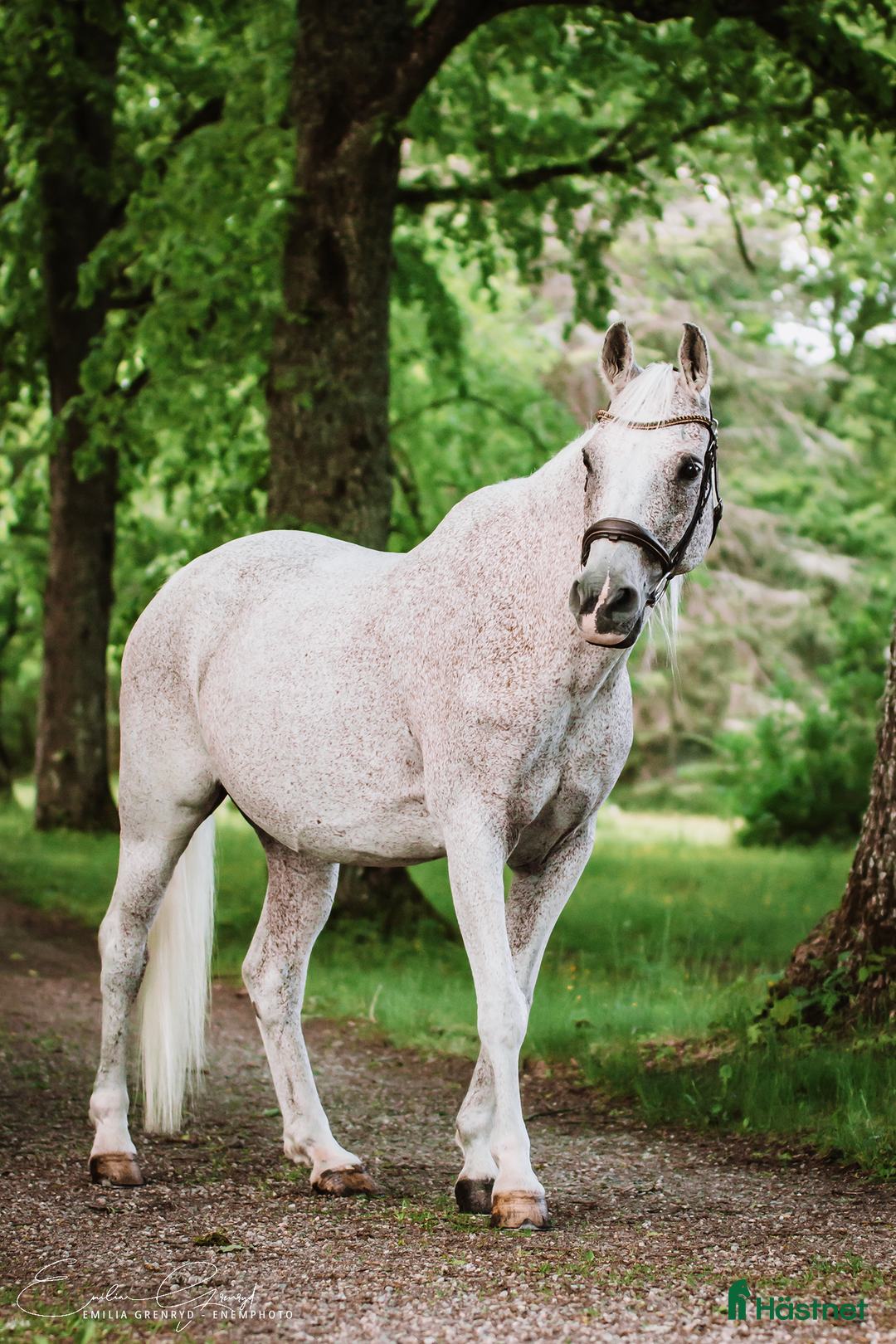 Allround hästar till salu: Fantastiskt trygg och välutbildad arabvalack i Eskilstuna - Annons 6