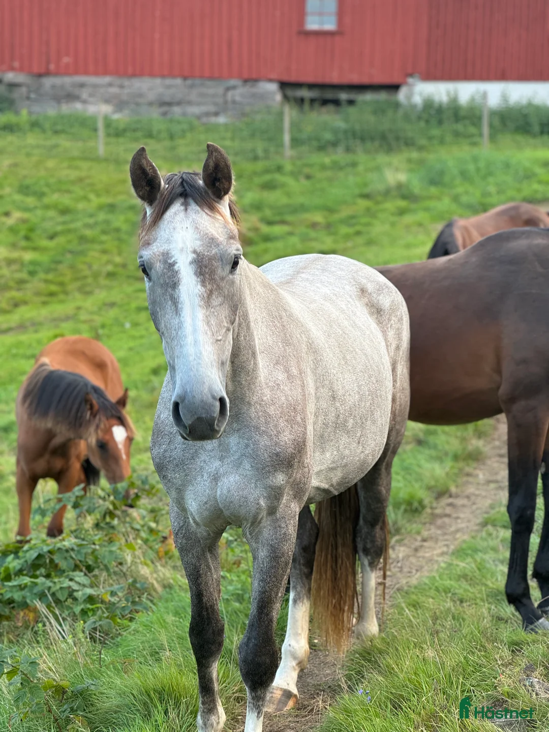 Allround hästar till salu: Sto med utstrålning  - Annons 3