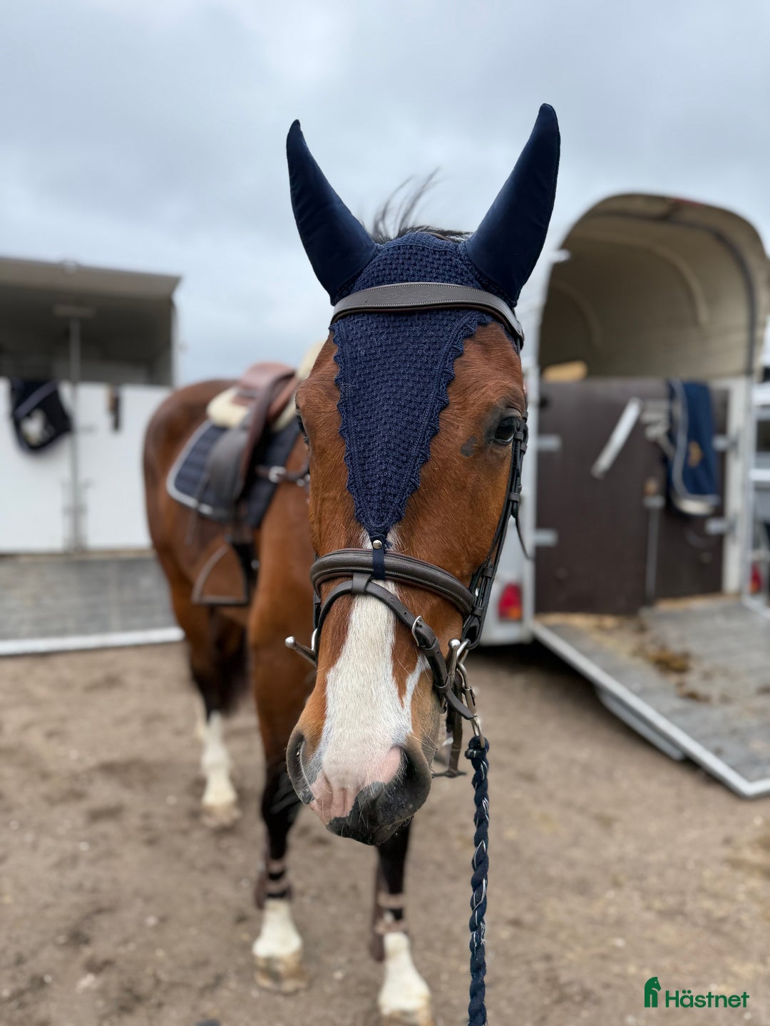 Hoppning hästar till salu: Super 4åring!   i Åtvidaberg - Annons 2