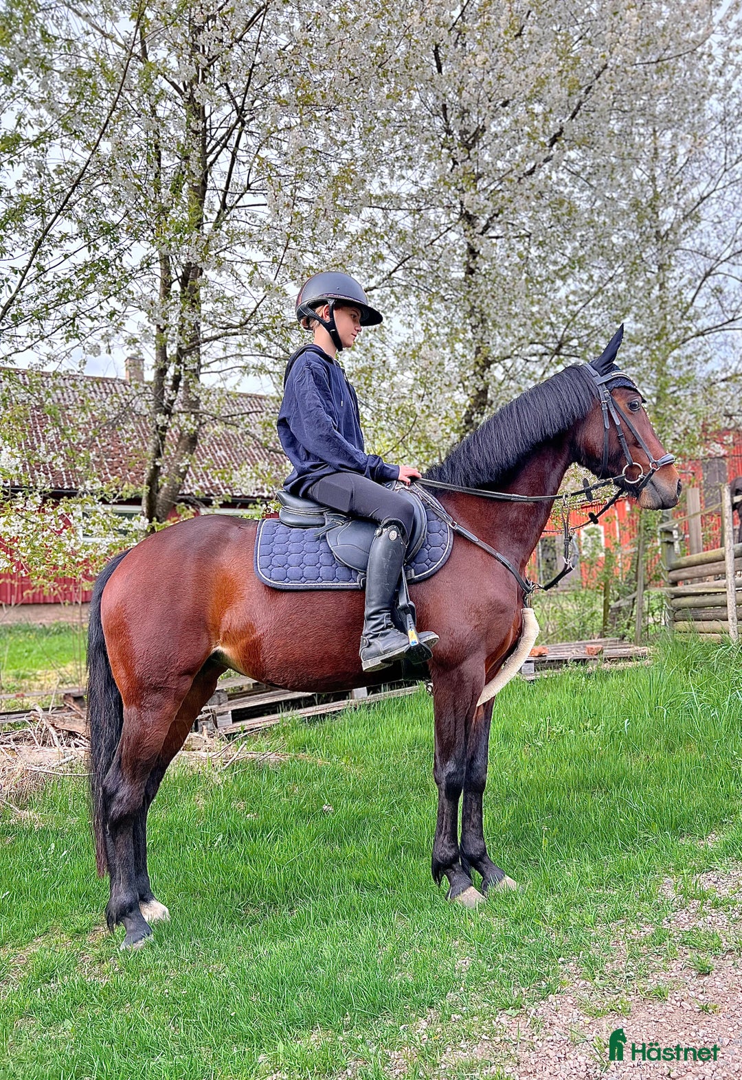 Allround hästar till salu: ⭐️ Trevlig C-ponny ⭐️ i Klippan - Annons 1