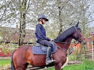 hästar ⭐️ Trevlig C-ponny ⭐️ i Klippan - Annons 10