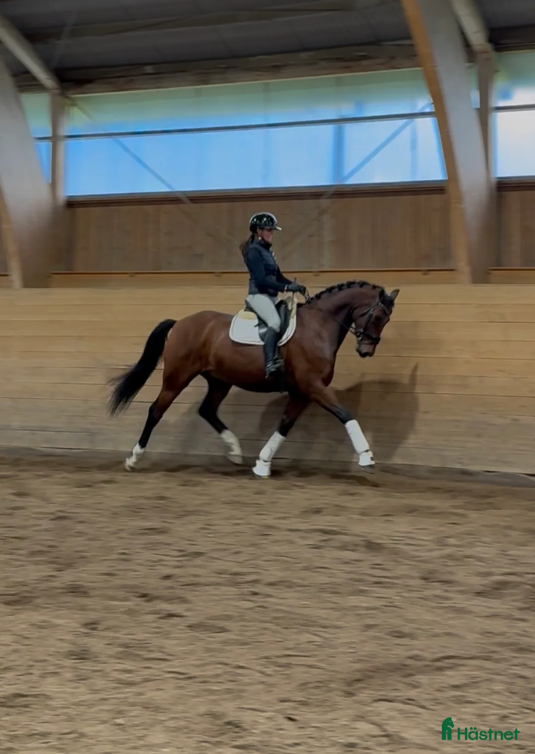 Dressyr hästar till salu: Häftig bästavän för framtiden  - Annons 1