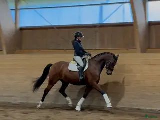 hästar Häftig bästavän för framtiden - Annons 4