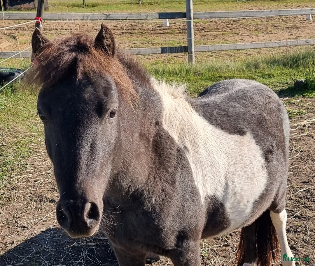 Allround hästar till salu: Mini american curly hingst i Skara - Annons 2