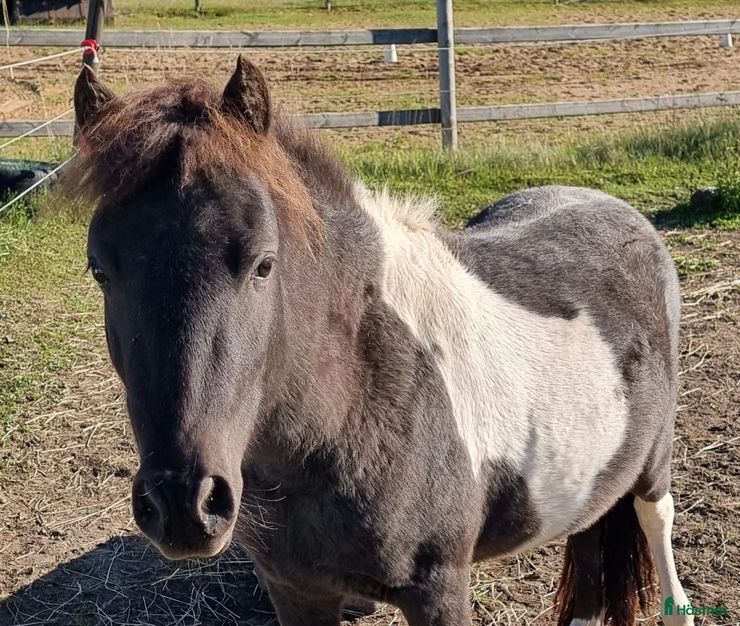 Allround hästar till salu: Mini american curly hingst i Skara - Annons 2