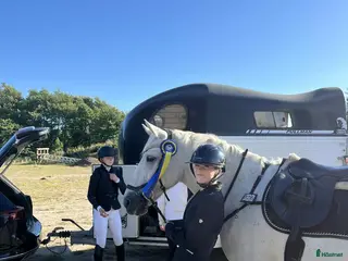 hästar Rutinerad tävlingsponny - Annons 1