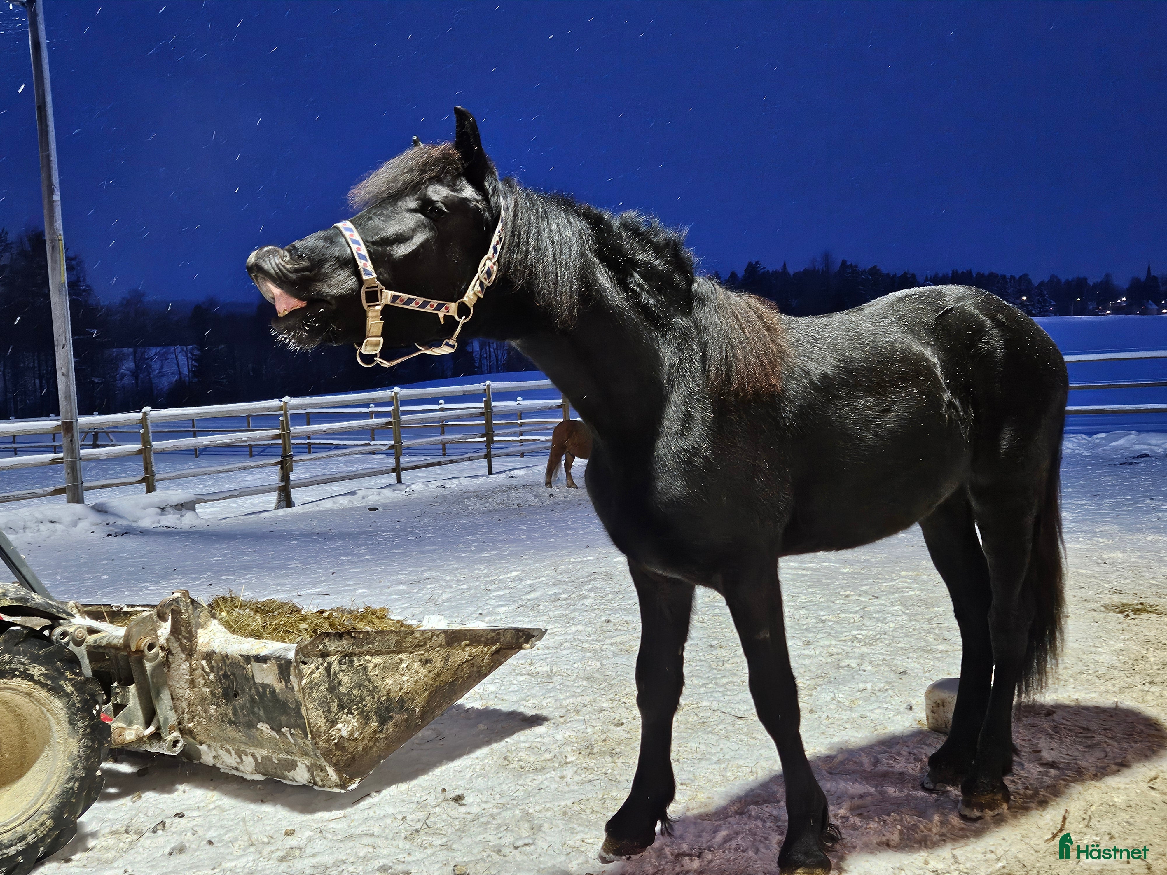  hästar Pigg och glad Frieser - Annons 3