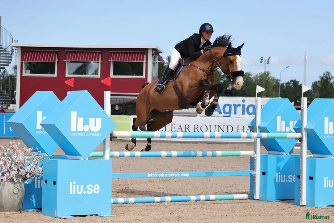 Hoppning hästar till salu: Snäll kille med unikt utseende😍 - Annons 1