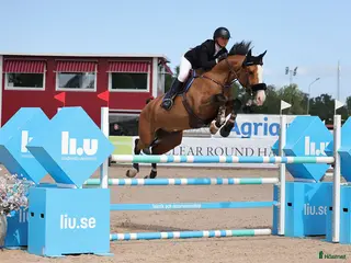 hästar Snäll kille med unikt utseende😍 - Annons 1