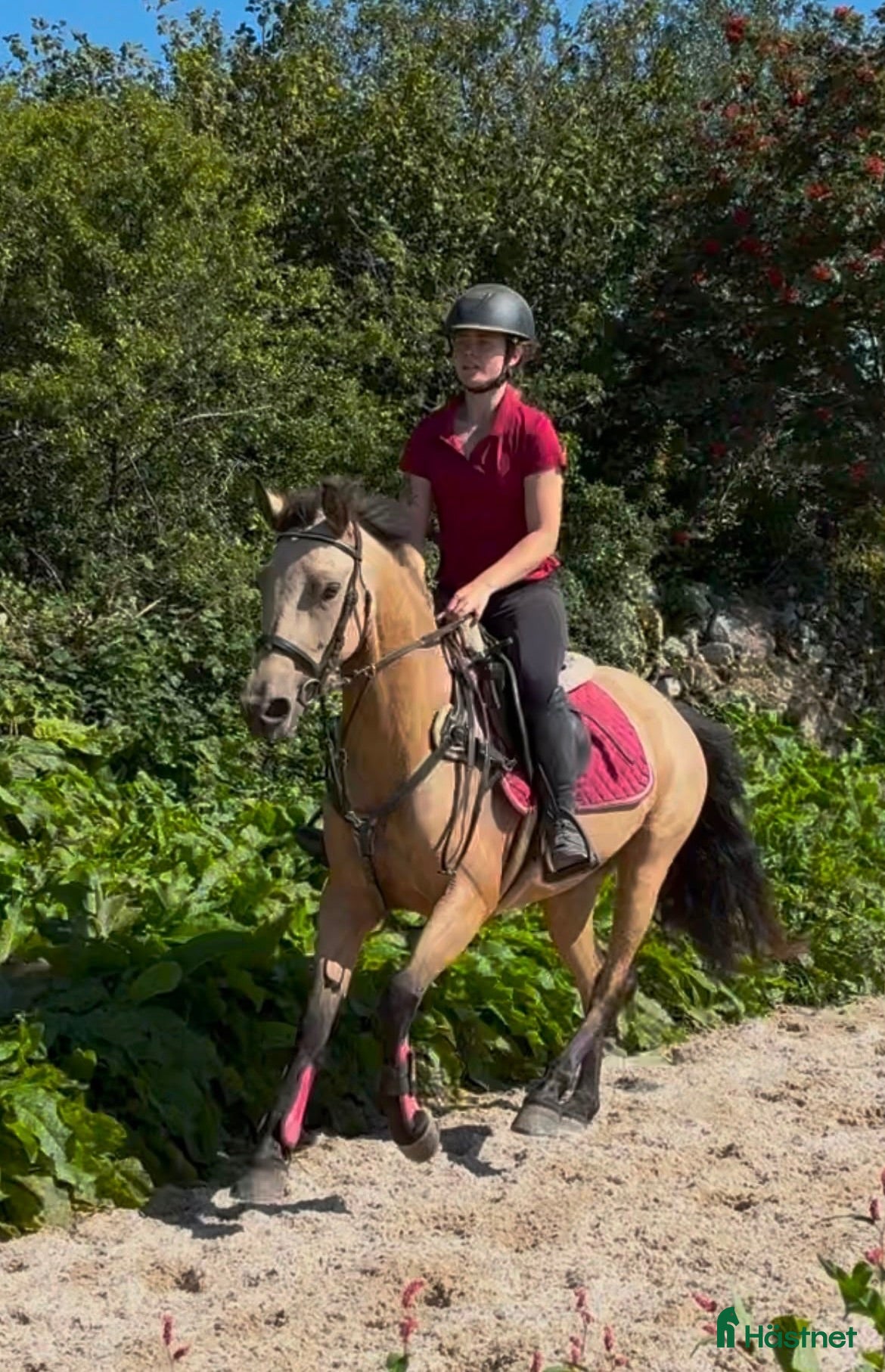  hästar Connemara ponies - Annons 1
