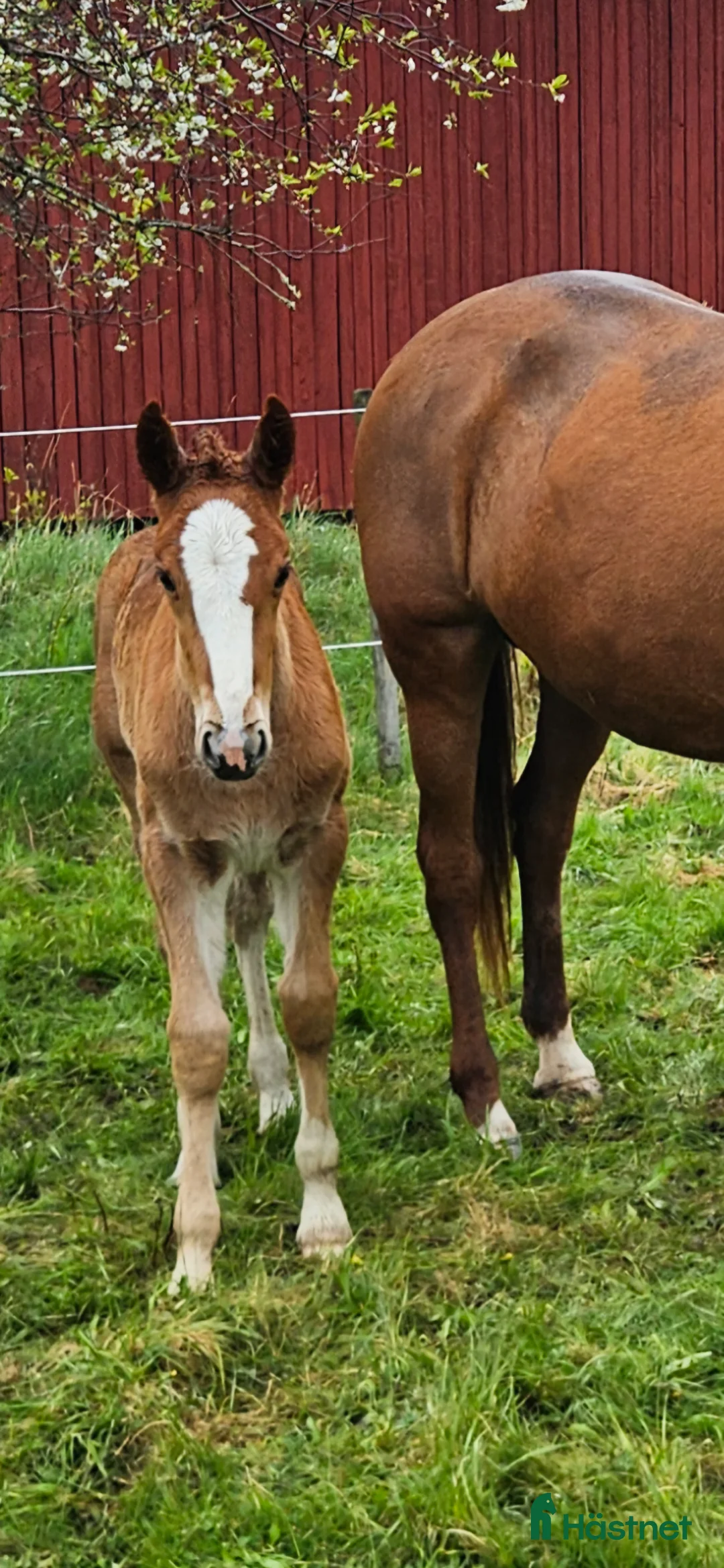 Allround hästar till salu: Superfina Cassandra irishcob/vbl - Annons 2