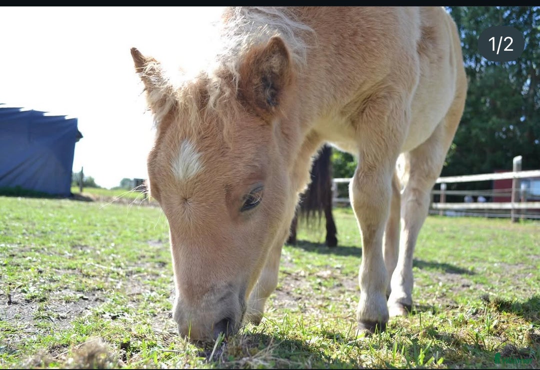 Allround hästar till salu: Social kille (Tingad) i Häljarp - Annons 2