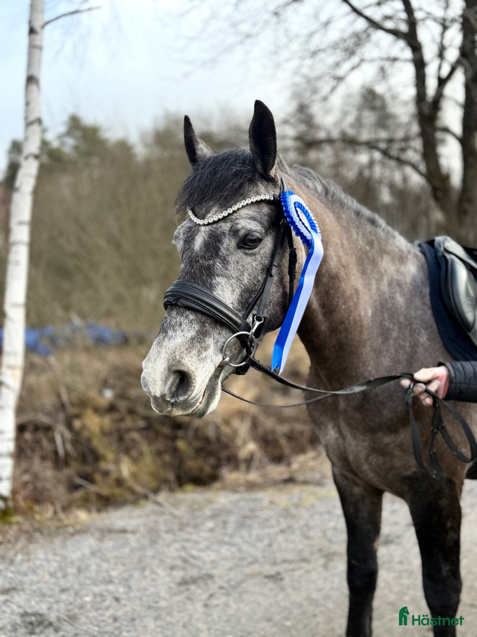  hästar Valack med potential - Annons 1