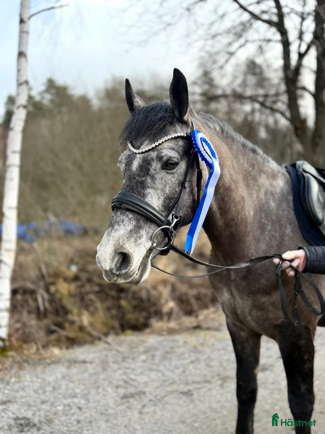 Allround hästar till salu: Valack med potential - Annons 1