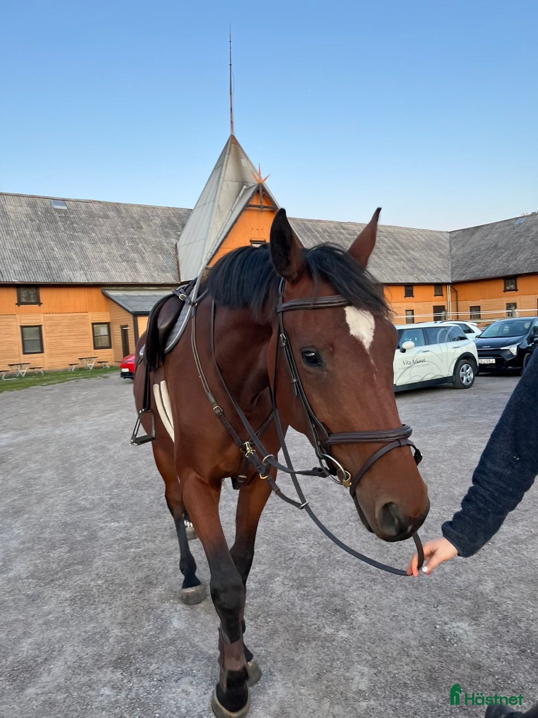 Hoppning hästar till salu: Okomplicerad 3åring för framtiden ☀️ i Linköping - Annons 2