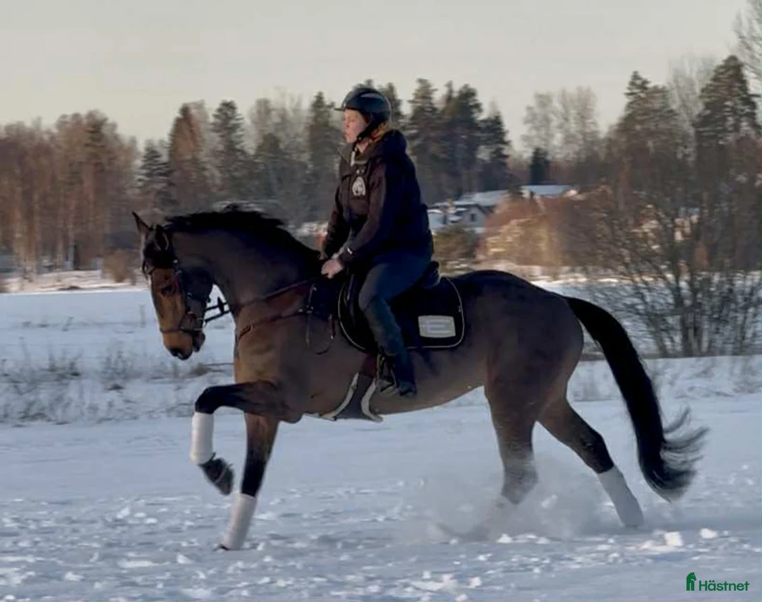 Allround hästar till salu: Fin allroundhäst  i Sala - Annons 4