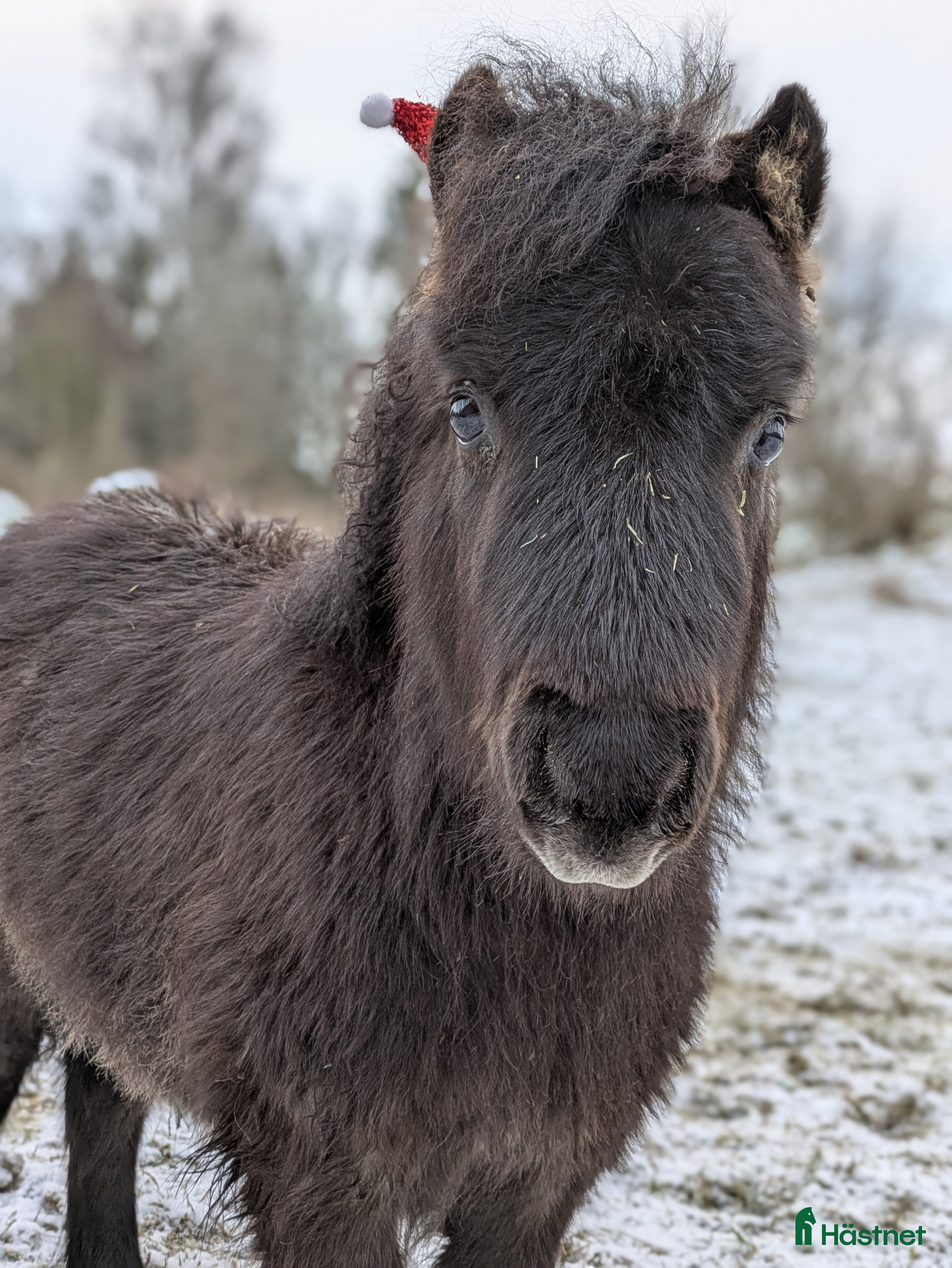 Allround hästar till salu: MYCKET socialt hingstföl - Annons 2