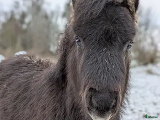 Allround hästar till salu: MYCKET socialt hingstföl - Annons 2