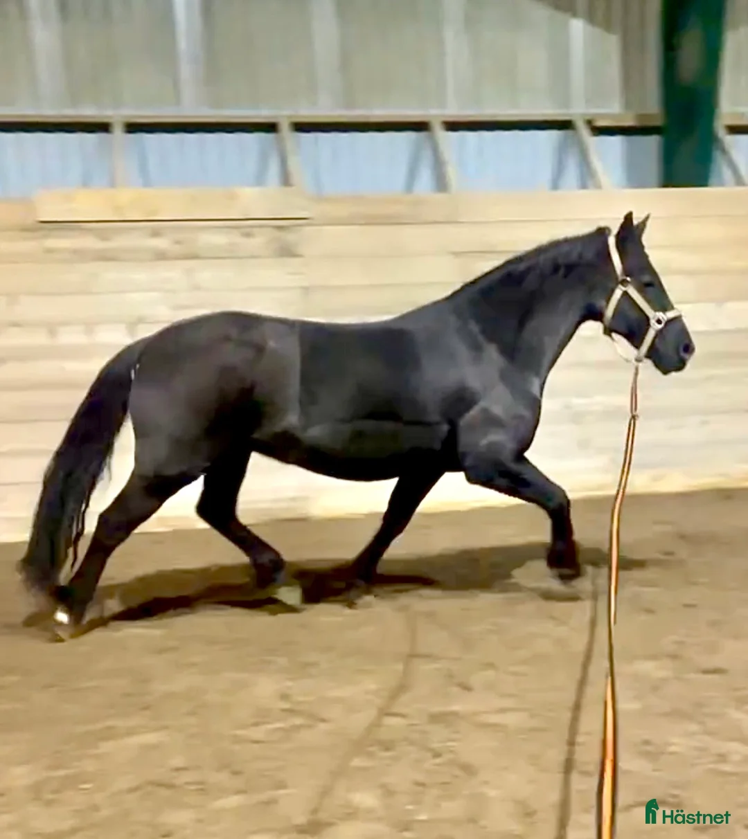 Avelshästar hästar till salu: Welsh Cob Avelsto - Annons 2