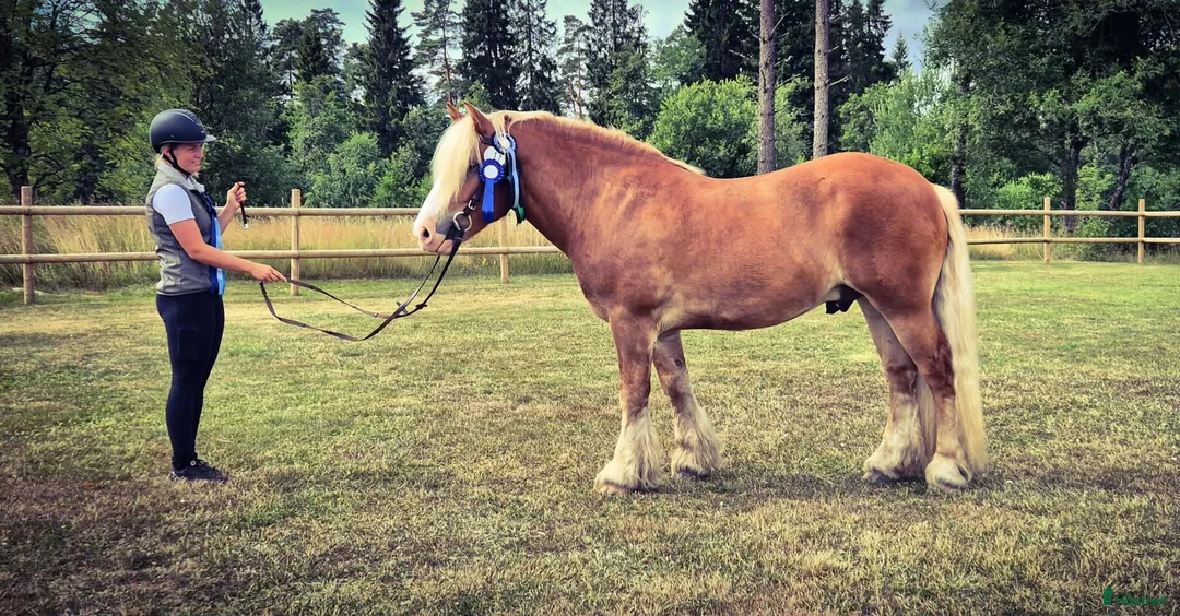 Allround hästar till salu: 4-årig nordsvensk valack  - Annons 2