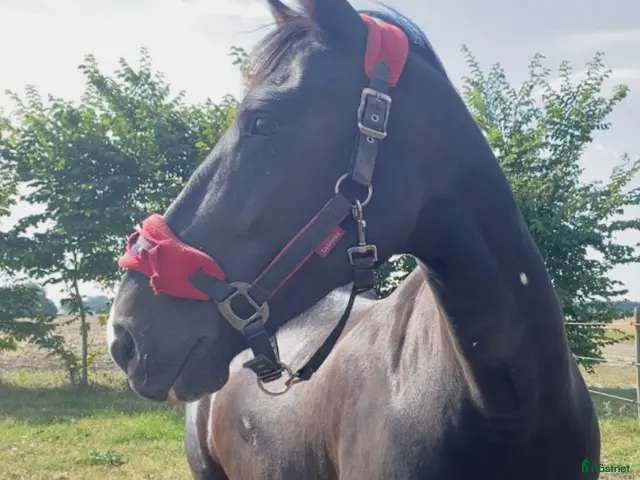hästar till salu: En dröm i svart kostym 🖤 - Annons 2