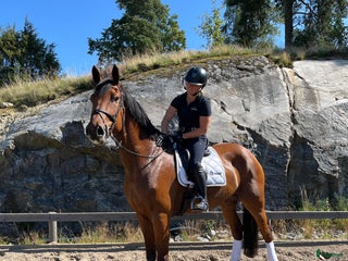 Allround hästar till salu: Stor snygg kille till valfri diciplin! i Flen - Annons 1
