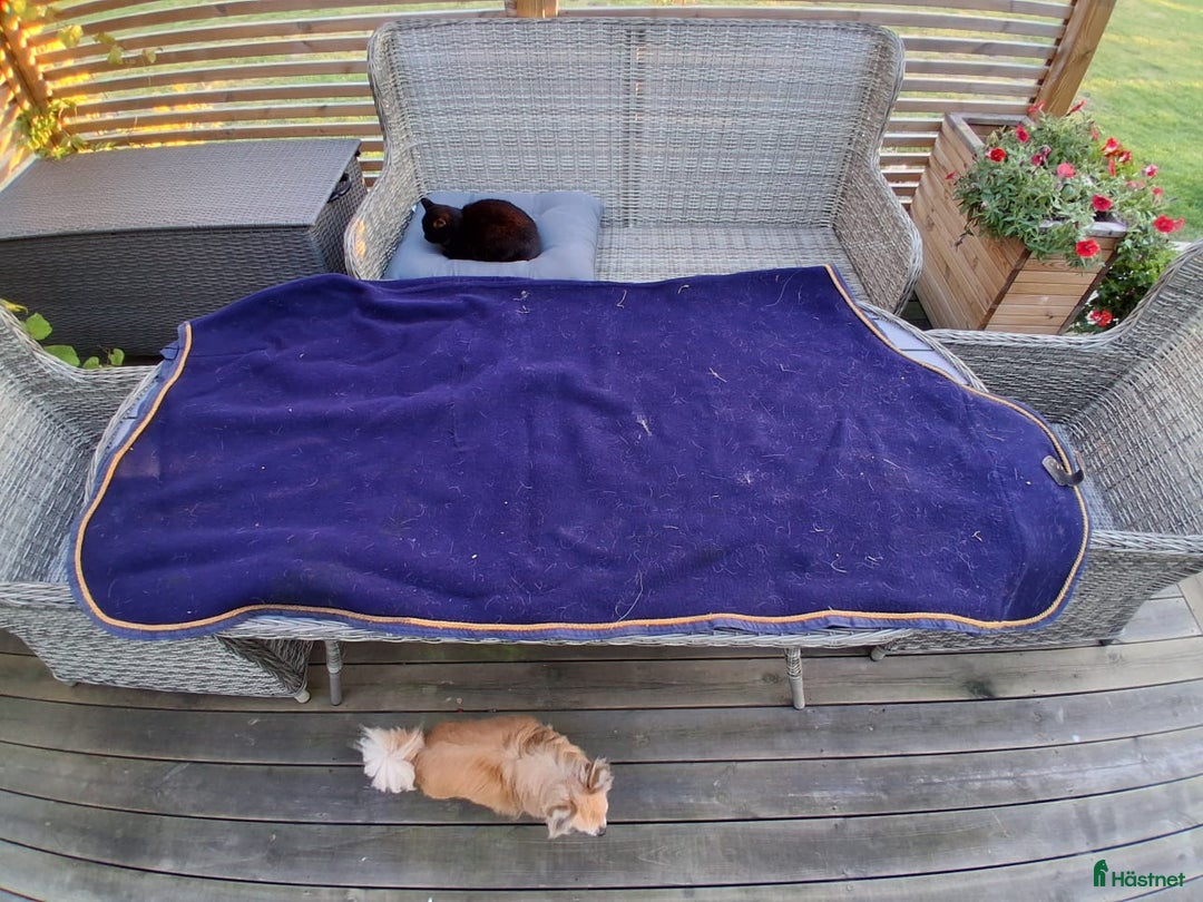 Täcken hästutrustning till salu: Täcken 130-135 cm i Ljungbyholm - Annons 9