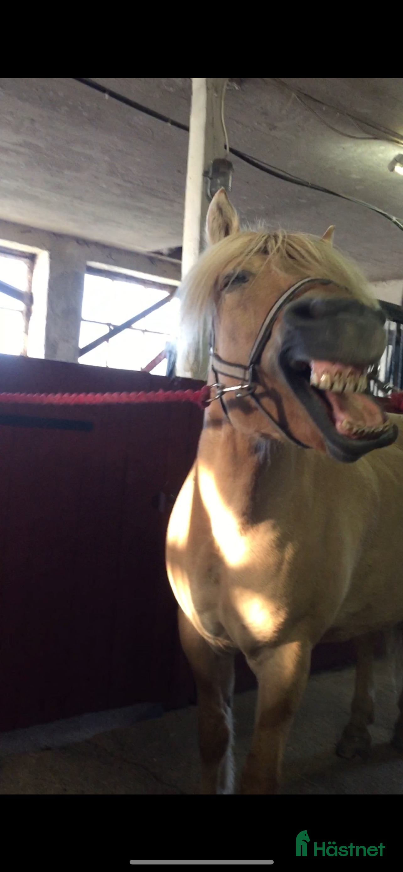 stallplats Söker ställe att hyra för ridskola i Trollhättan - Annons 17