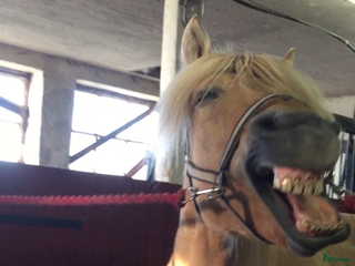 stallplats Söker ställe att hyra för ridskola i Trollhättan - Annons 17