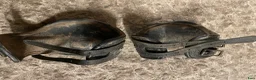 Benskydd hästutrustning till salu: Benskydd - Annons 5