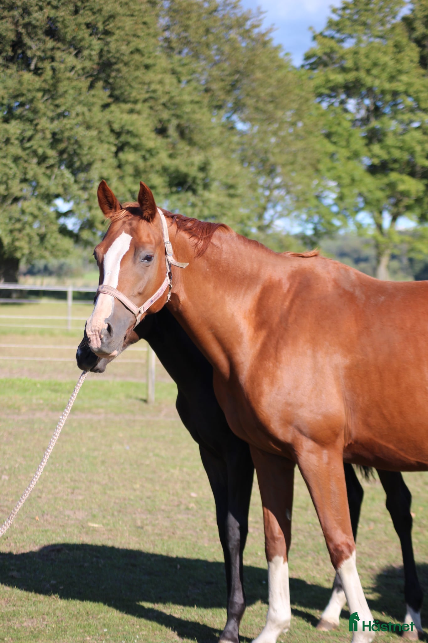  hästar Dräktig vid Revolution  i Klippan - Annons 15