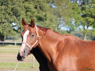 hästar Dräktig vid Revolution i Klippan - Annons 15