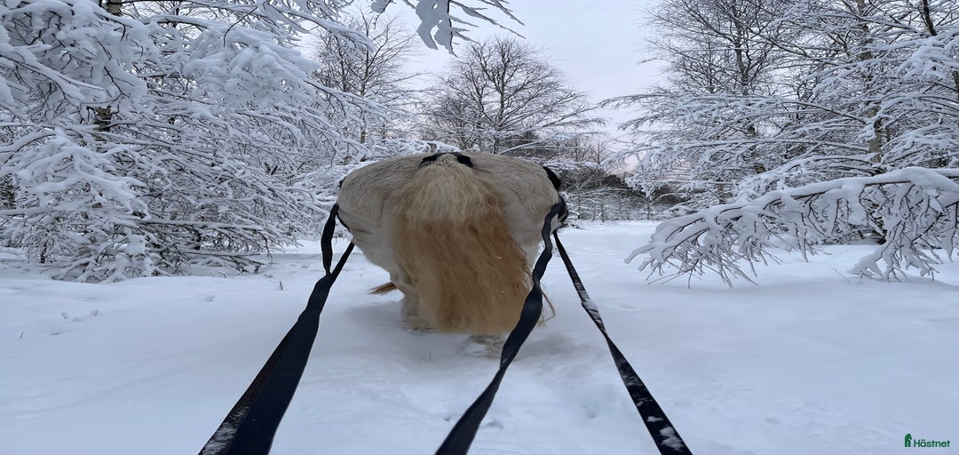 Galleribild {{count}}