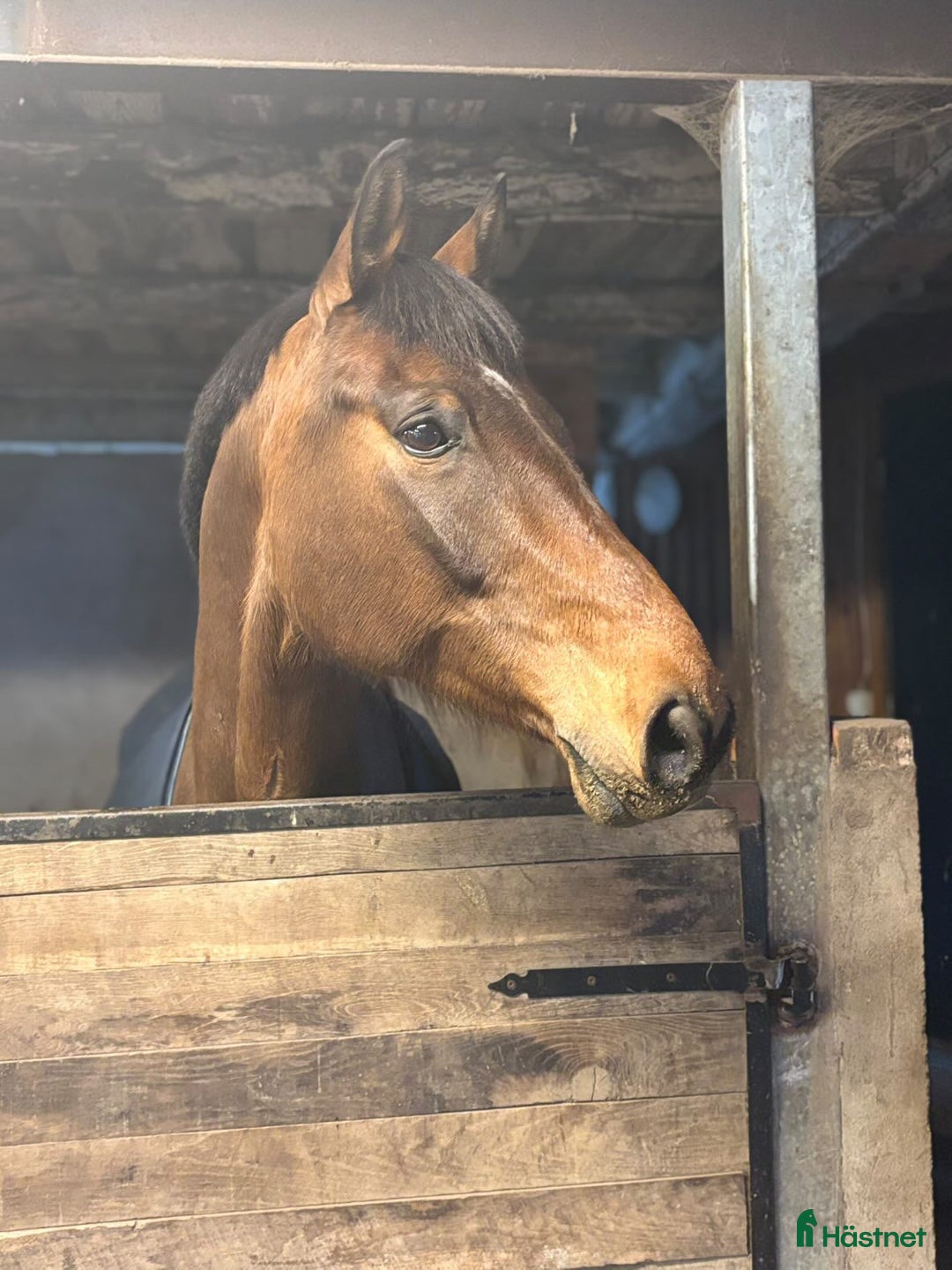 Hoppning hästar till salu: När namnet passar 😉 i Olofström - Annons 1