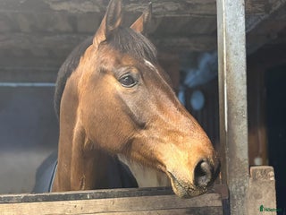 hästar i Olofström - Annons 35