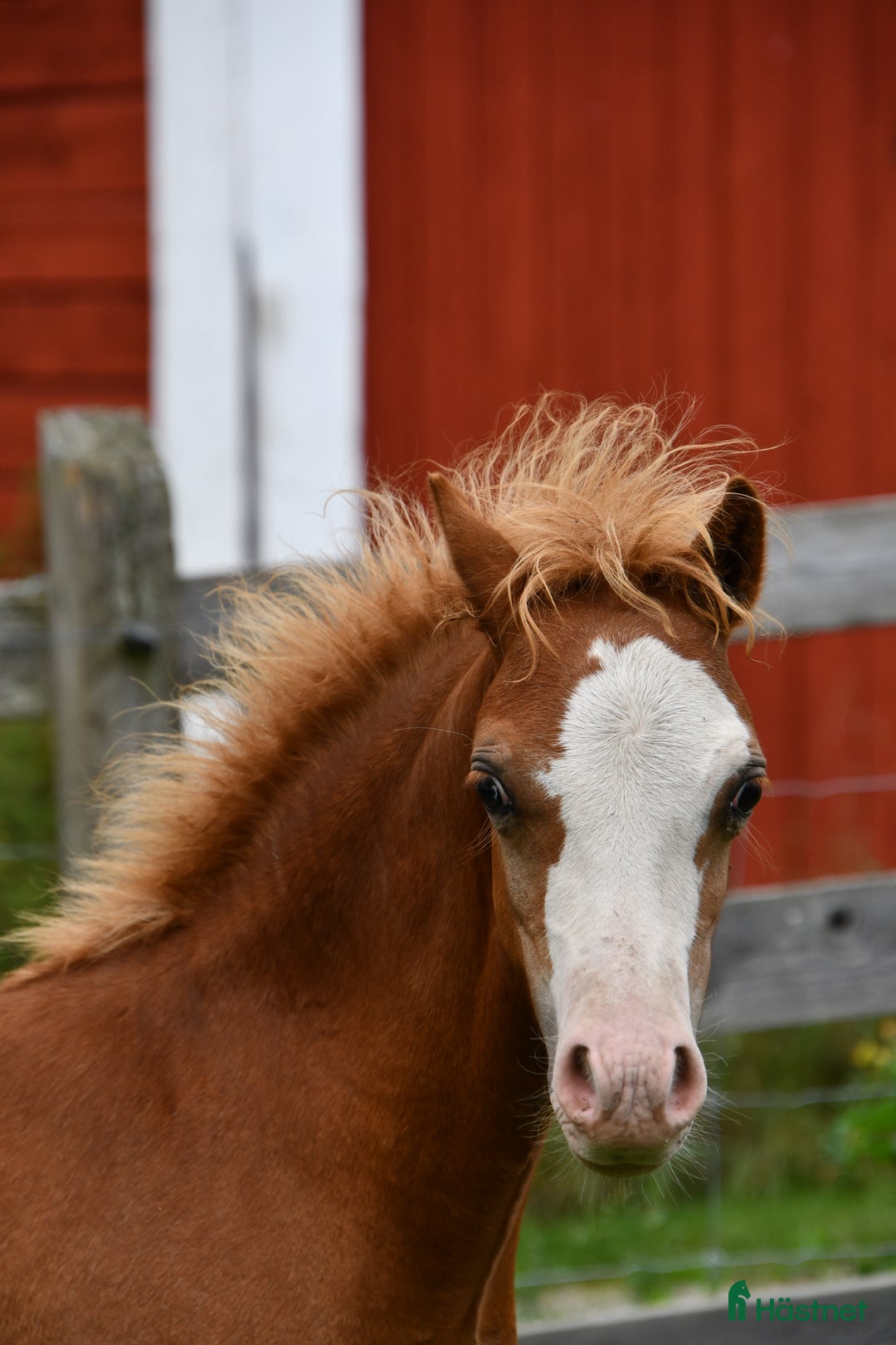 Allround hästar till salu: Ett föl som fångar blicken direkt.  i Nyköping - Annons 15