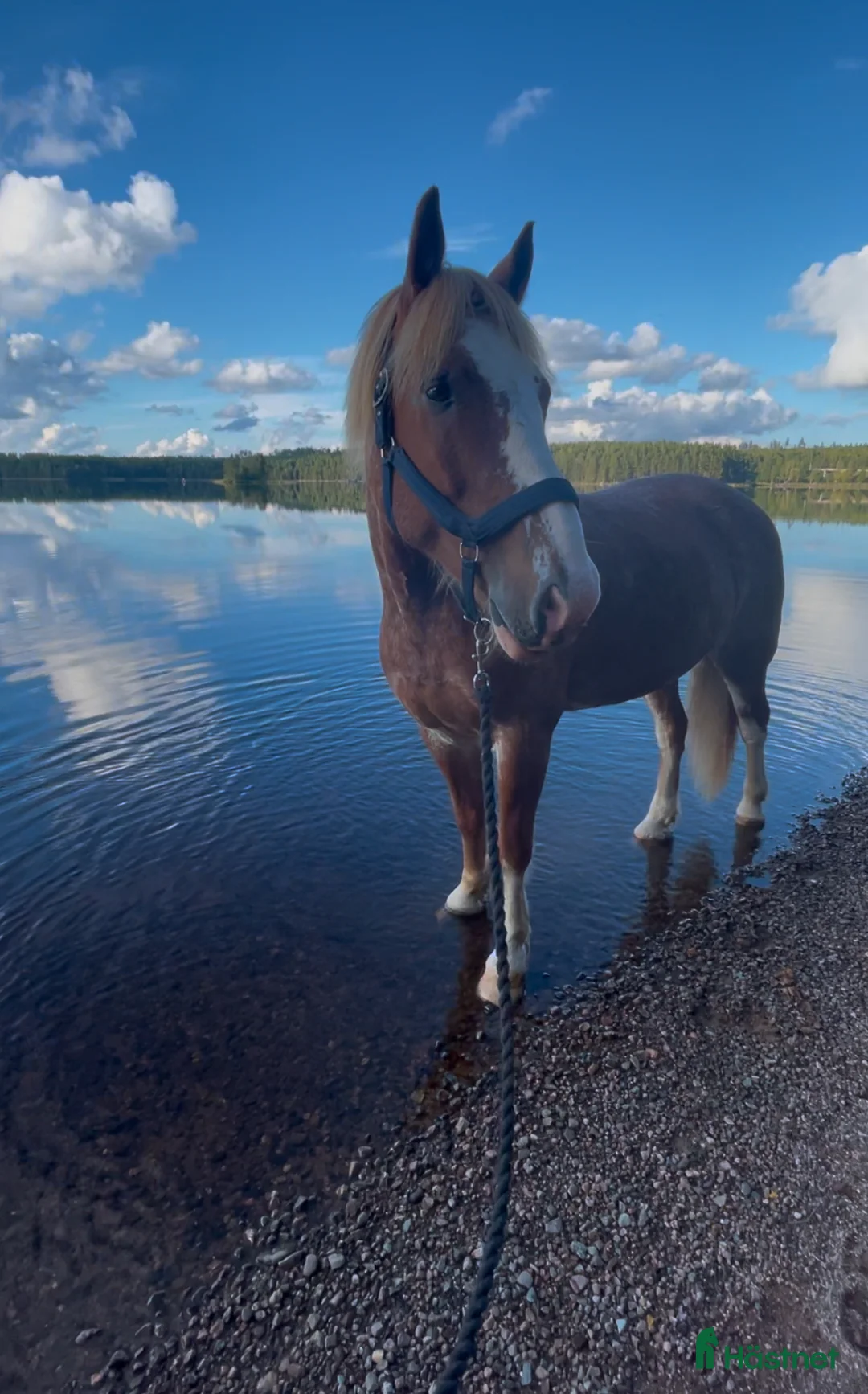Allround hästar till salu: Kallblodsvalack söker nytt hem  - Annons 1